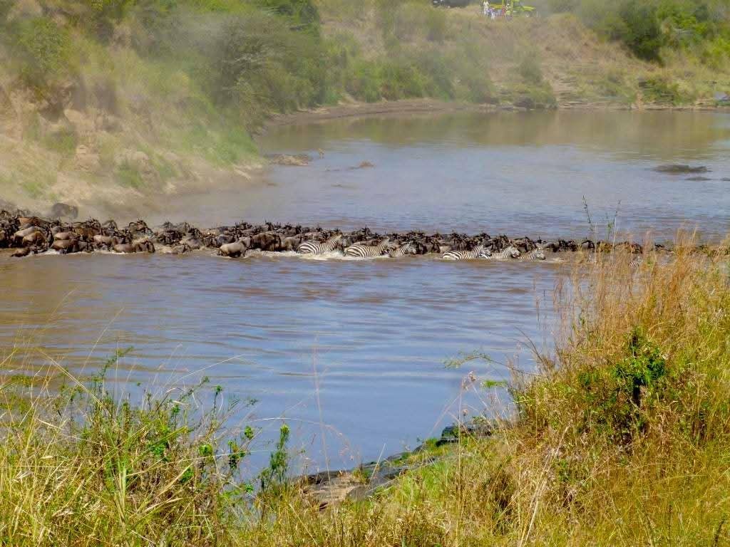 Wildebeest Serengeti migration Tanzania